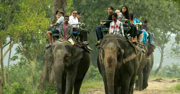 Elephant Safari