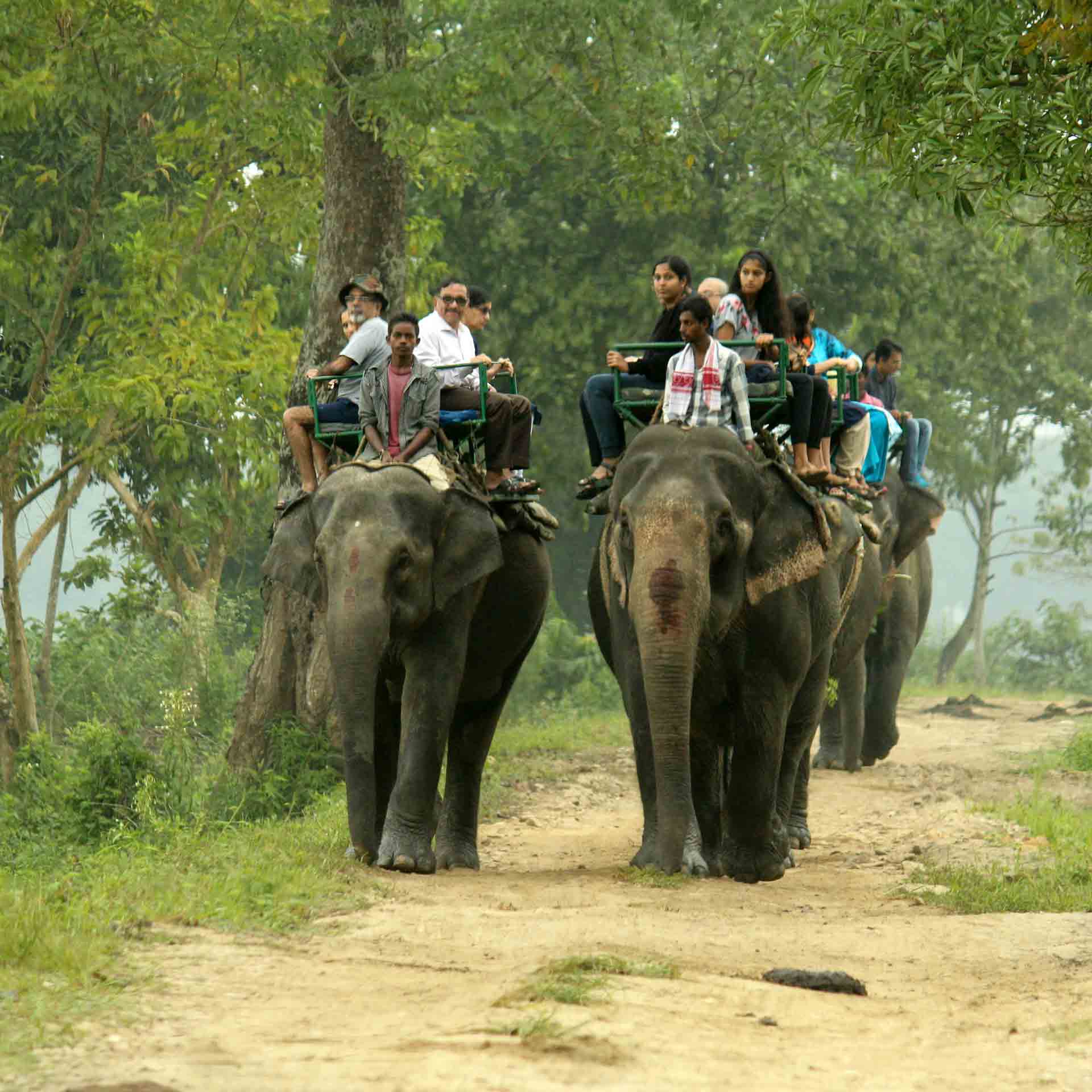 Elephant Safari in Kaziranga