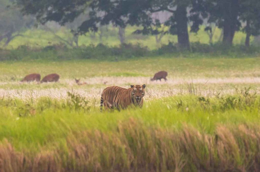 Royal Bengal tiger standing in the golden alluvial grasslands in Burapahar Range, Kaziranga