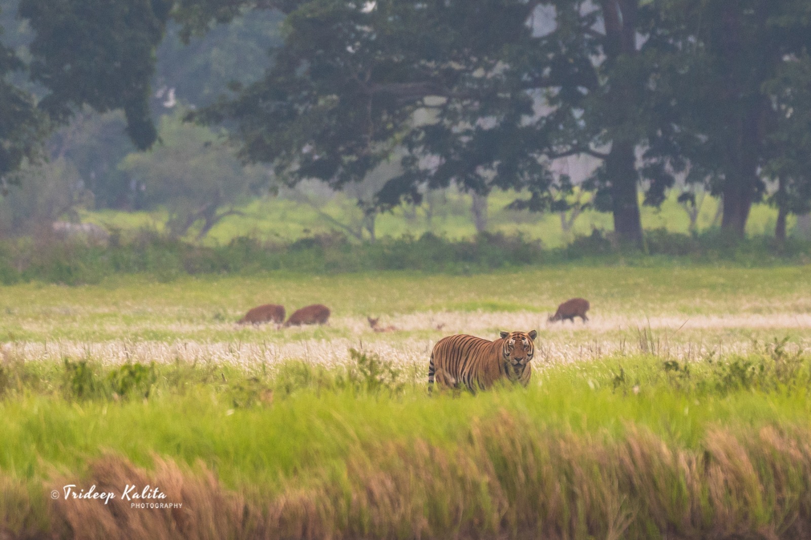 Kaziranga Wildlife Safari